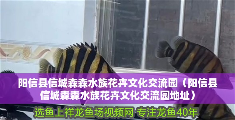 陽(yáng)信縣信城森森水族花卉文化交流園（陽(yáng)信縣信城森森水族花卉文化交流園地址）