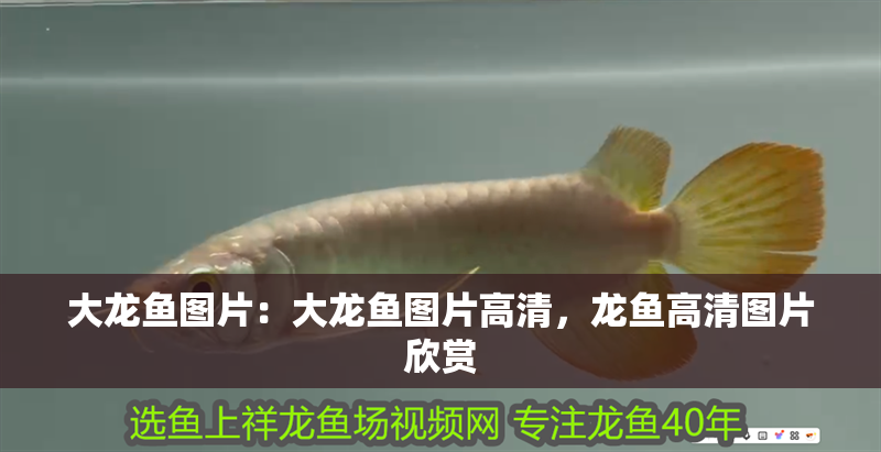 大龍魚圖片：大龍魚圖片高清，龍魚高清圖片欣賞