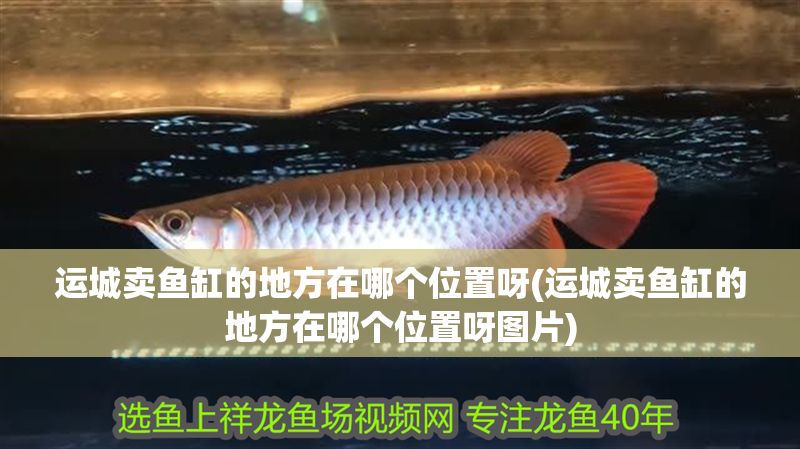 運城賣魚缸的地方在哪個位置呀(運城賣魚缸的地方在哪個位置呀圖片)