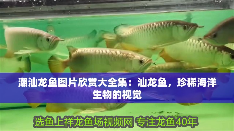 潮汕龍魚圖片欣賞大全集：汕龍魚，珍稀海洋生物的視覺