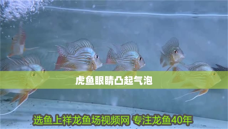 虎魚眼睛凸起氣泡