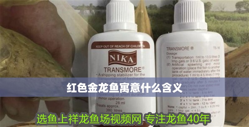 紅色金龍魚寓意什么含義 龍魚百科 第2張 紅色金龍魚寓意什么含義 紅色金龍魚寓意什么含義 龍魚百科 第2張