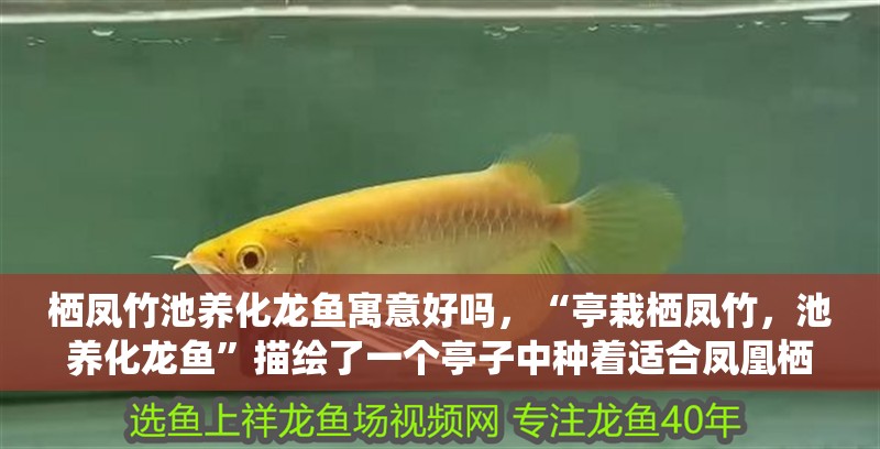 棲鳳竹池養(yǎng)化龍魚寓意好嗎，“亭栽棲鳳竹，池養(yǎng)化龍魚”描繪了一個亭子中種著適合鳳凰棲息的竹子