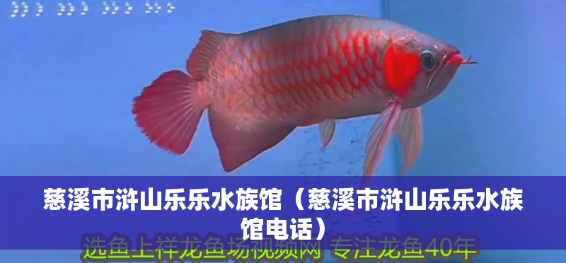 慈溪市滸山樂樂水族館（慈溪市滸山樂樂水族館電話） 慈溪市滸山樂樂水族館（慈溪市滸山樂樂水族館電話） 全國水族館企業(yè)名錄 第2張