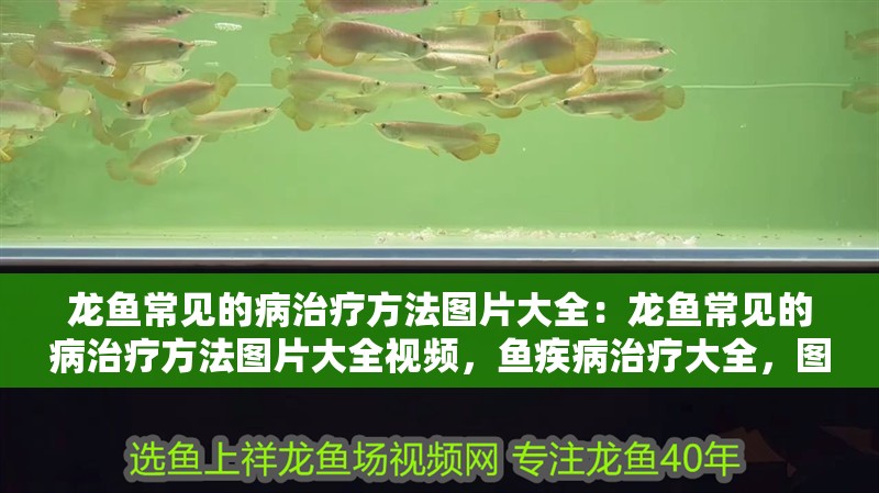 龍魚常見的病治療方法圖片大全：龍魚常見的病治療方法圖片大全視頻，魚疾病治療大全，圖文并茂的