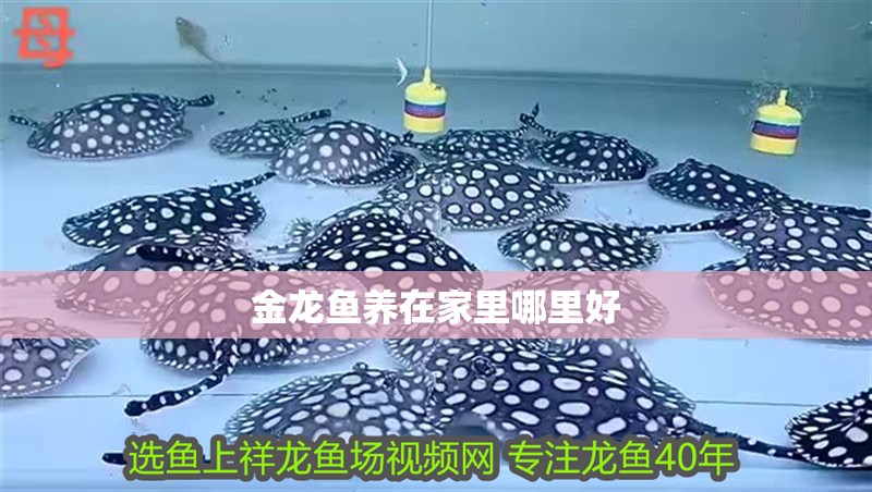 金龍魚養在家里哪里好