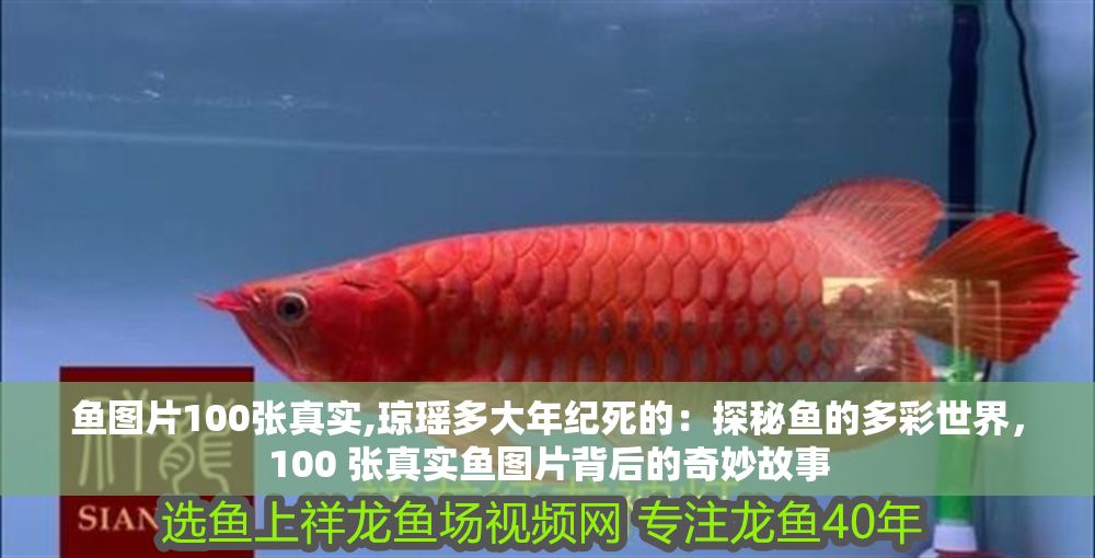 魚圖片100張真實,瓊瑤多大年紀死的：探秘魚的多彩世界，100 張真實魚圖片背后的奇妙故事