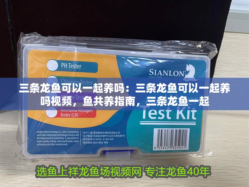 三條龍魚可以一起養嗎：三條龍魚可以一起養嗎視頻，魚共養指南，三條龍魚一起
