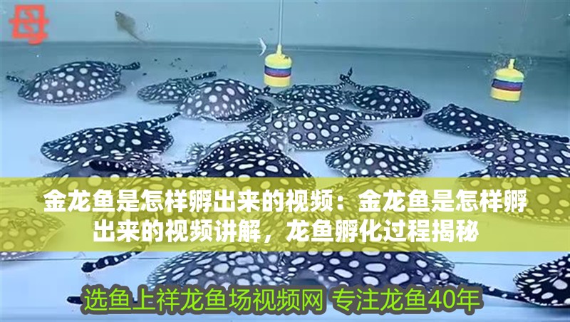金龍魚是怎樣孵出來的視頻：金龍魚是怎樣孵出來的視頻講解，龍魚孵化過程揭秘