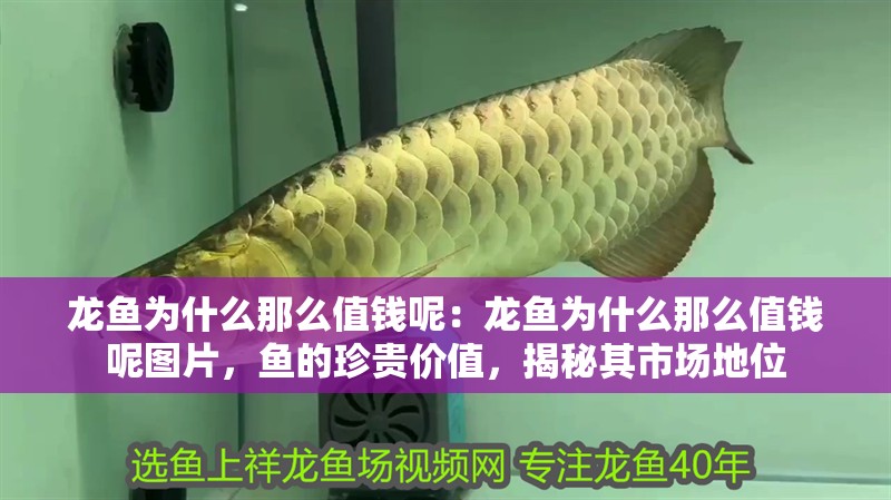 龍魚為什么那么值錢呢：龍魚為什么那么值錢呢圖片，魚的珍貴價值，揭秘其市場地位