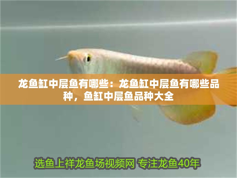 龍魚缸中層魚有哪些：龍魚缸中層魚有哪些品種，魚缸中層魚品種大全