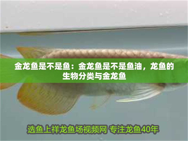 金龍魚是不是魚：金龍魚是不是魚油，龍魚的生物分類與金龍魚