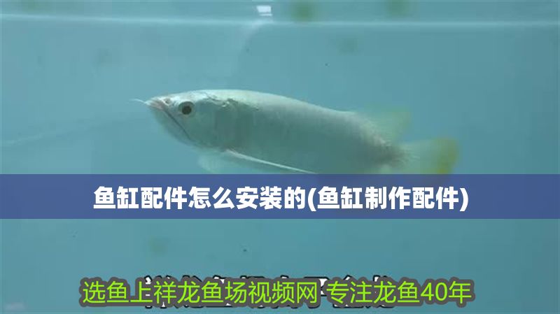 魚缸配件怎么安裝的(魚缸制作配件) 錦鯉魚百科 第1張 魚缸配件怎么安裝的(魚缸制作配件) 魚缸配件怎么安裝的(魚缸制作配件) 錦鯉魚百科 第1張