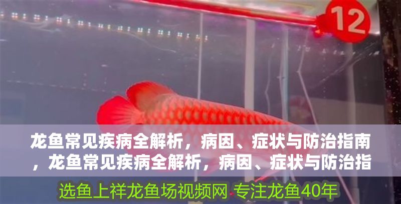 龍魚常見疾病全解析，病因、癥狀與防治指南，龍魚常見疾病全解析，病因、癥狀與防治指南