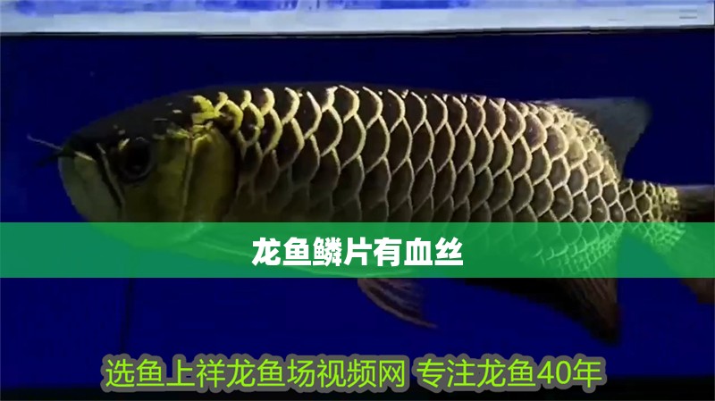 龍魚鱗片有血絲