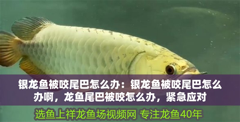 銀龍魚被咬尾巴怎么辦：銀龍魚被咬尾巴怎么辦啊，龍魚尾巴被咬怎么辦，緊急應對