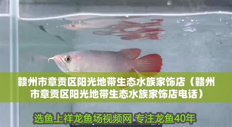 贛州市章貢區陽光地帶生態水族家飾店(贛州市章貢區陽光地帶生態水族家飾店電話) 全國水族館企業名錄 第2張 贛州市章貢區陽光地帶生態水族家飾店(贛州市章貢區陽光地帶生態水族家飾店電話) 贛州市章貢區陽光地帶生態水族家飾店(贛州市章貢區陽光地帶生態水族家飾店電話) 全國水族館企業名錄 第2張