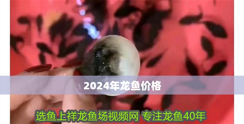 2024年龍魚價格