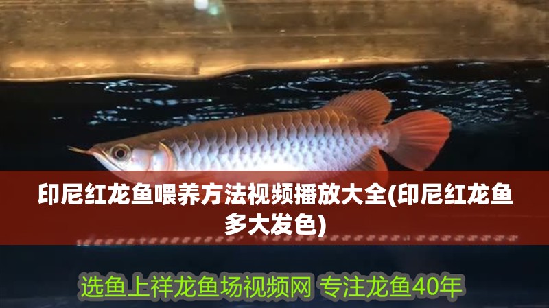 印尼紅龍魚喂養方法視頻播放大全(印尼紅龍魚多大發色)