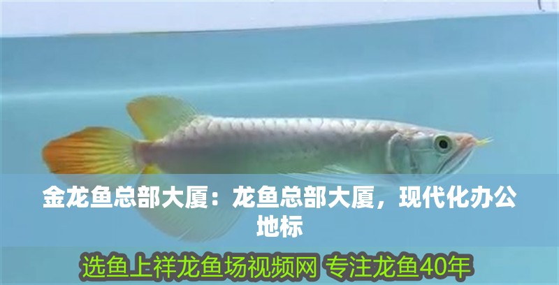 金龍魚總部大廈：龍魚總部大廈，現代化辦公地標