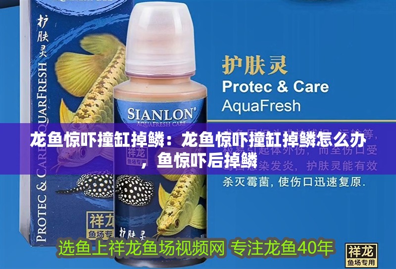 龍魚驚嚇撞缸掉鱗：龍魚驚嚇撞缸掉鱗怎么辦，魚驚嚇后掉鱗