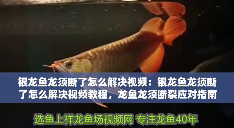 銀龍魚龍須斷了怎么解決視頻：銀龍魚龍須斷了怎么解決視頻教程，龍魚龍須斷裂應對指南，視頻 銀龍魚龍須斷了怎么解決視頻：銀龍魚龍須斷了怎么解決視頻教程，龍魚龍須斷裂應對指南，視頻 水族問答