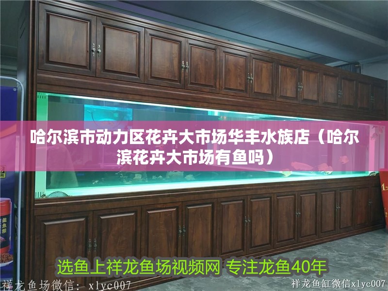 哈爾濱市動(dòng)力區(qū)花卉大市場(chǎng)華豐水族店（哈爾濱花卉大市場(chǎng)有魚(yú)嗎）