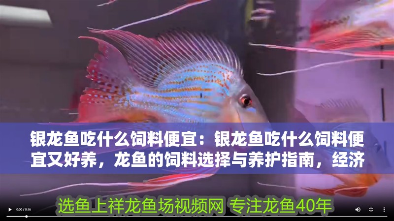 銀龍魚吃什么飼料便宜：銀龍魚吃什么飼料便宜又好養，龍魚的飼料選擇與養護指南，經濟實惠又易于飼養