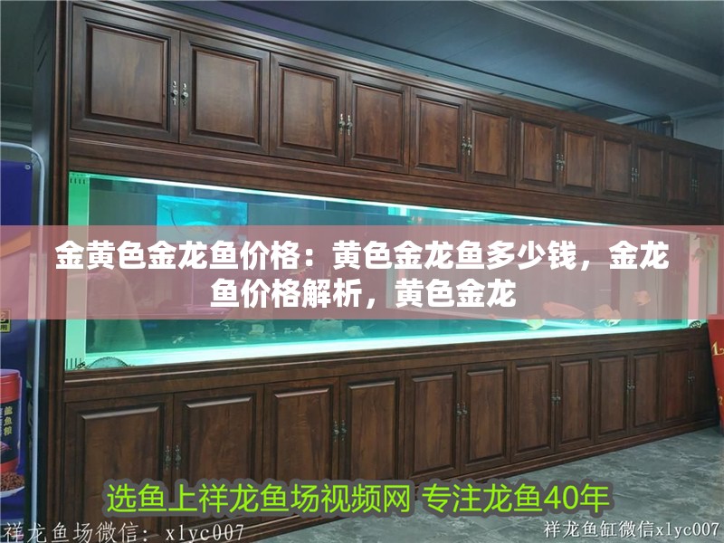 金黃色金龍魚價格：黃色金龍魚多少錢，金龍魚價格解析，黃色金龍