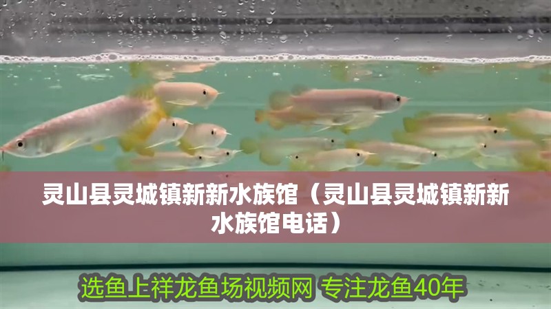 靈山縣靈城鎮新新水族館(靈山縣靈城鎮新新水族館電話) 全國水族館企業名錄 第2張 靈山縣靈城鎮新新水族館(靈山縣靈城鎮新新水族館電話) 靈山縣靈城鎮新新水族館(靈山縣靈城鎮新新水族館電話) 全國水族館企業名錄 第2張