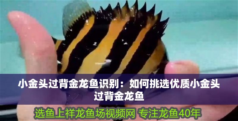 小金頭過背金龍魚識別：如何挑選優(yōu)質小金頭過背金龍魚