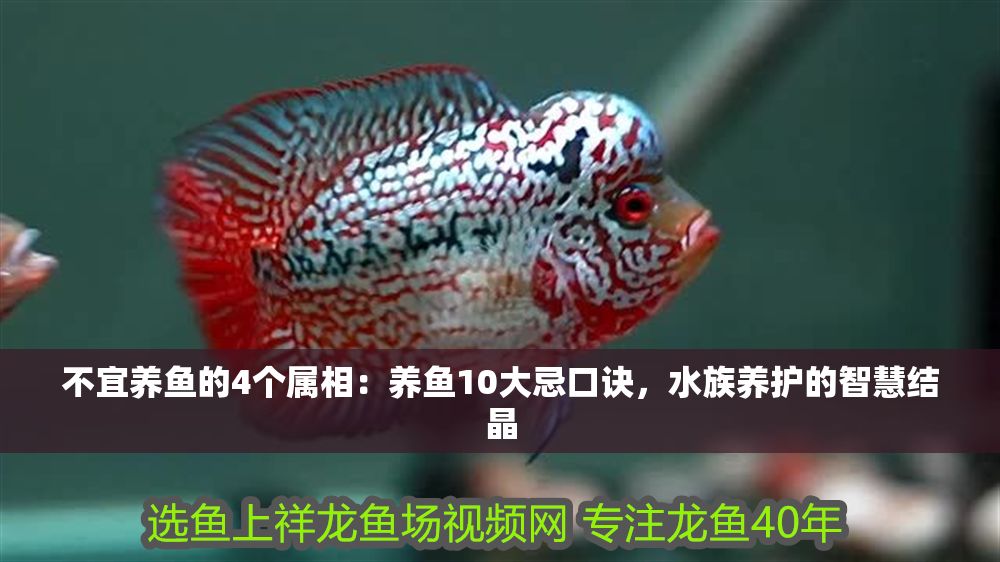 不宜養魚的4個屬相：養魚10大忌口訣，水族養護的智慧結晶