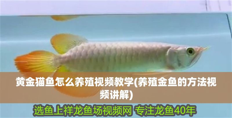 黃金貓魚怎么養殖視頻教學(養殖金魚的方法視頻講解) 黃金貓魚怎么養殖視頻教學(養殖金魚的方法視頻講解) 黃金貓魚百科 第1張