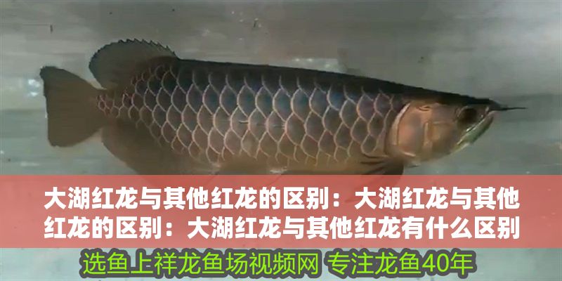 大湖紅龍與其他紅龍的區別：大湖紅龍與其他紅龍的區別：大湖紅龍與其他紅龍有什么區別？