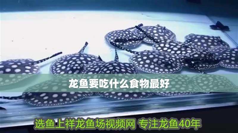 龍魚要吃什么食物最好