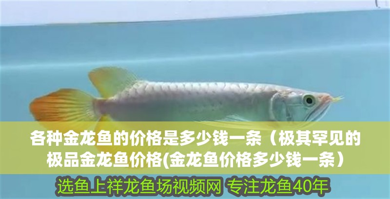 各種金龍魚的價格是多少錢一條（極其罕見的極品金龍魚價格(金龍魚價格多少錢一條）