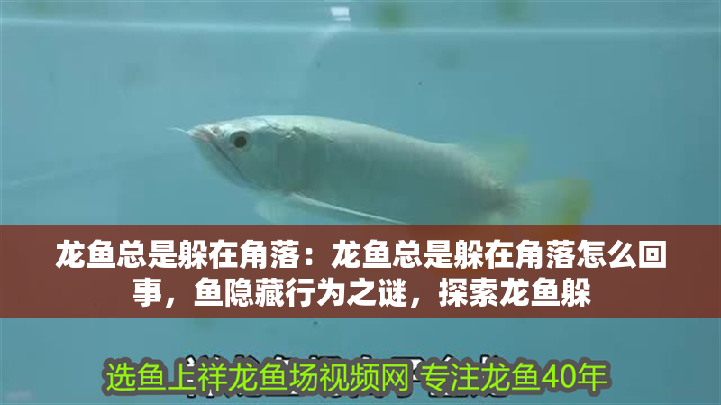 龍魚總是躲在角落：龍魚總是躲在角落怎么回事，魚隱藏行為之謎，探索龍魚躲