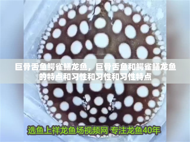 巨骨舌魚鱷雀鱔龍魚，巨骨舌魚和鱷雀鱔龍魚的特點和習性和習性和習性特點