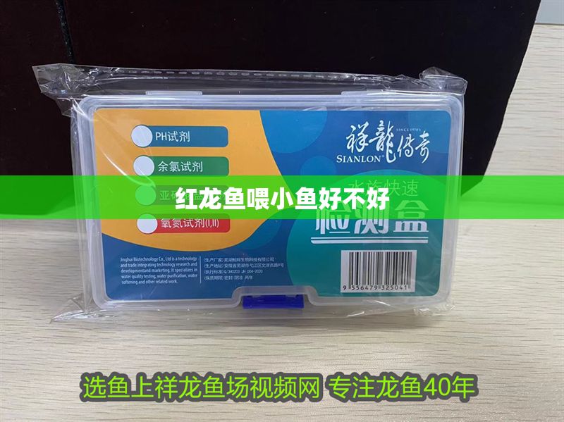 紅龍魚喂小魚好不好