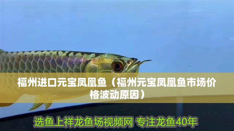 福州進口元寶鳳凰魚（福州元寶鳳凰魚市場價格波動原因） 福州進口元寶鳳凰魚（福州元寶鳳凰魚市場價格波動原因） 元寶鳳凰魚百科 第1張