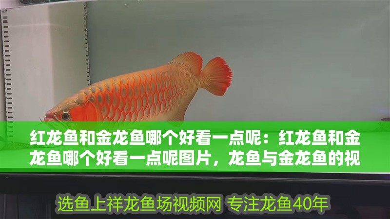 紅龍魚和金龍魚哪個好看一點呢：紅龍魚和金龍魚哪個好看一點呢圖片，龍魚與金龍魚的視覺比較，哪個更吸引人？