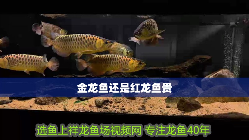 金龍魚還是紅龍魚貴