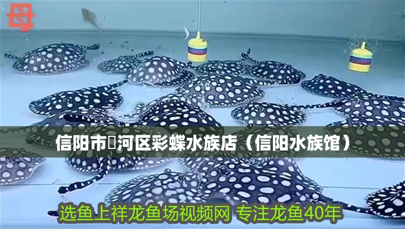 信陽市浉河區彩蝶水族店（信陽水族館）