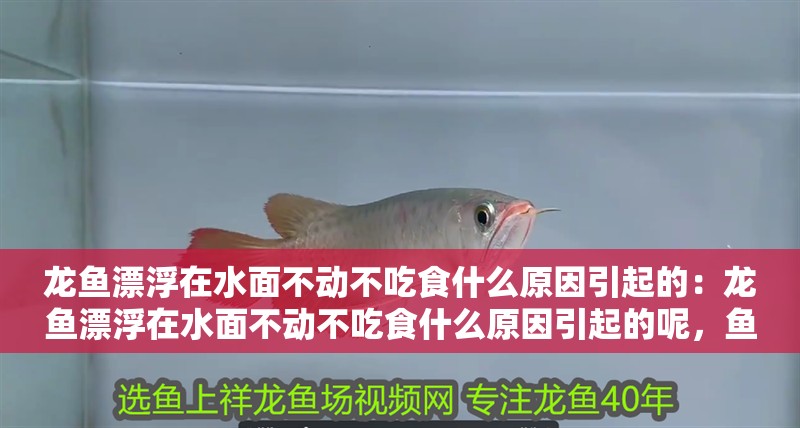 龍魚漂浮在水面不動不吃食什么原因引起的：龍魚漂浮在水面不動不吃食什么原因引起的呢，魚漂浮不動不吃食