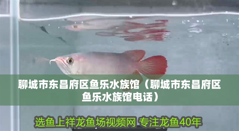 聊城市東昌府區魚樂水族館（聊城市東昌府區魚樂水族館電話）