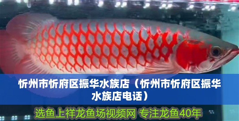 忻州市忻府區振華水族店（忻州市忻府區振華水族店電話）