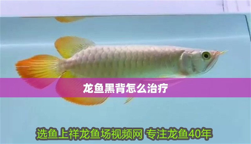 龍魚黑背怎么治療