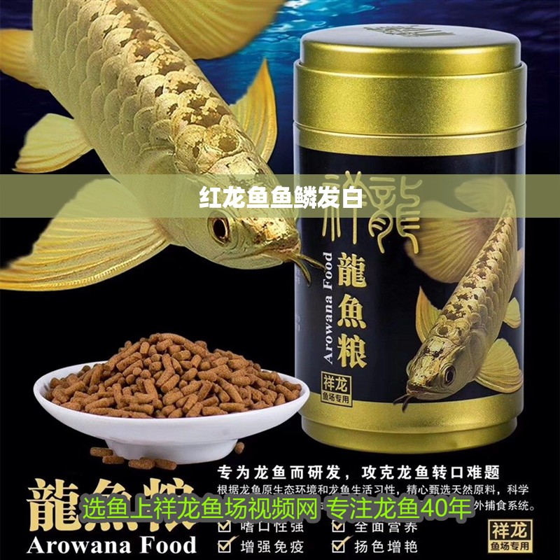 紅龍魚魚鱗發(fā)白