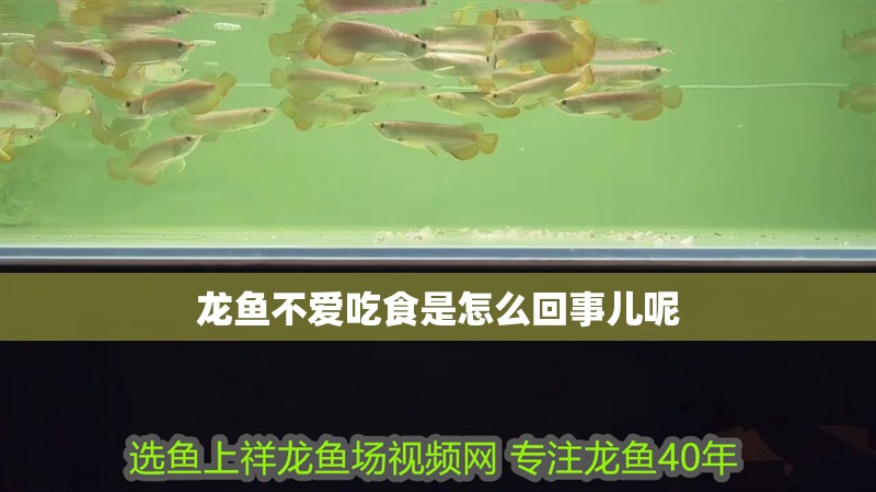 龍魚不愛吃食是怎么回事兒呢