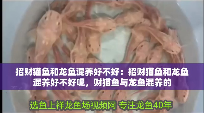招財貓魚和龍魚混養好不好：招財貓魚和龍魚混養好不好呢，財貓魚與龍魚混養的